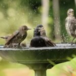 bird bath