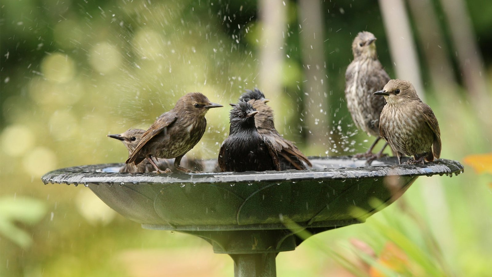 bird bath
