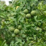 The Remarkable Benefits, Uses, and History of Kaffir Lime: A Citrus Gem